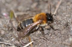 Melandrena nitida